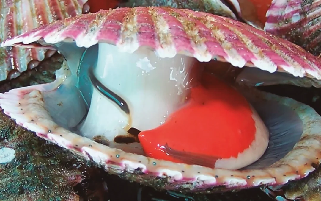 Acuapesca, excelencia en acuicultura tras casi 36 años cultivando concha de abanico o Peruvian scallop