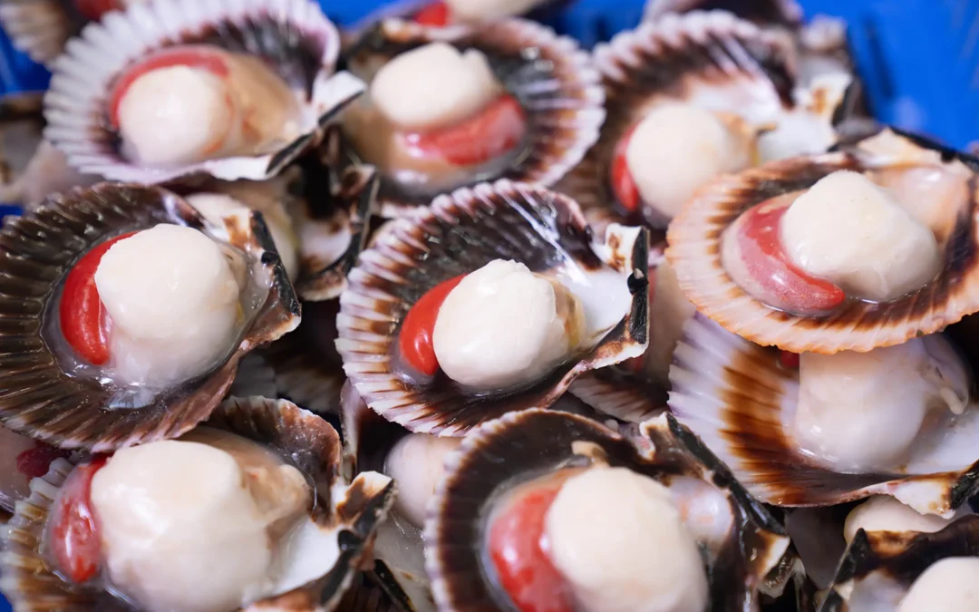 Acuapesca, excelencia en acuicultura tras casi 36 años cultivando concha de abanico o Peruvian scallop